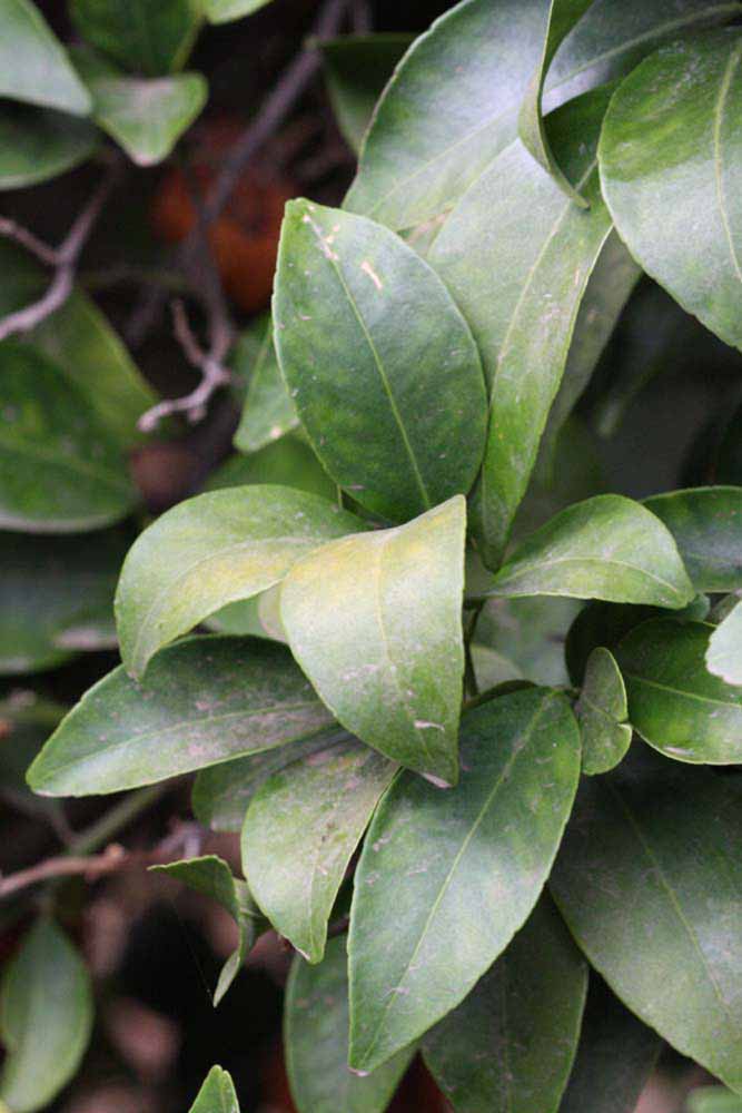              Sun leaves (Riverside, CA)       